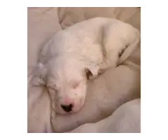 English Setter puppies for adoption - 2