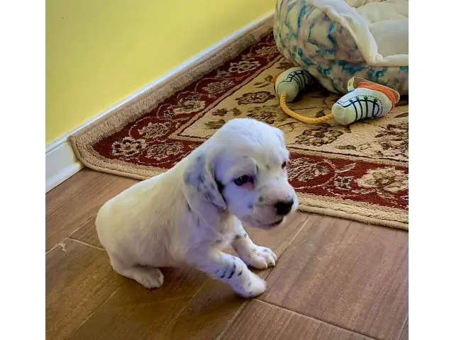 English Setter puppies for adoption - 3/4