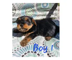 3 baby Yorkies looking for a home - 4