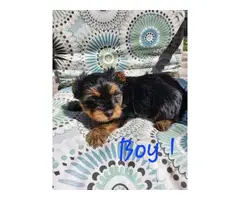 3 baby Yorkies looking for a home - 6