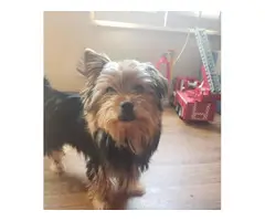 3 baby Yorkies looking for a home - 7