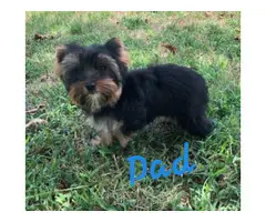 3 baby Yorkies looking for a home - 8