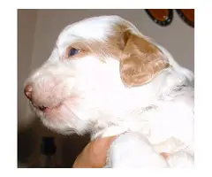 Red and White Goldendoodle puppies - 3