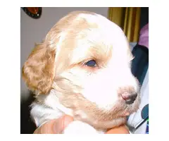 Red and White Goldendoodle puppies - 4
