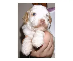 Red and White Goldendoodle puppies - 6