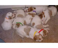 Red and White Goldendoodle puppies - 7