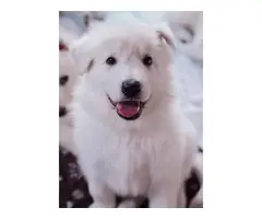 AKC White German Shepherd Pups