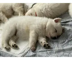 AKC White German Shepherd Pups - 4