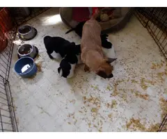 4 Chihuahua Puppies ready for rehoming - 2