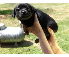 4 Chihuahua Puppies ready for rehoming - 3