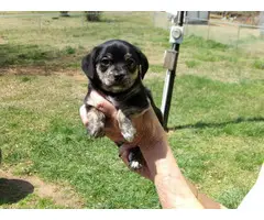 4 Chihuahua Puppies ready for rehoming - 4