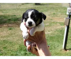 4 Chihuahua Puppies ready for rehoming - 5