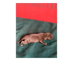 7 Pit bull puppies available - 2