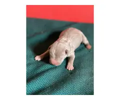 7 Pit bull puppies available - 5