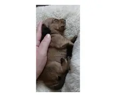 Mini Dachshund Puppies - 1