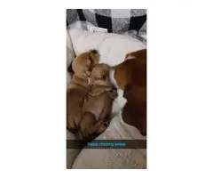 Mini Dachshund Puppies - 2