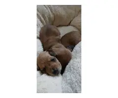 Mini Dachshund Puppies - 5