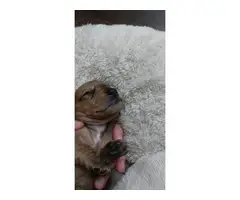 Mini Dachshund Puppies - 9