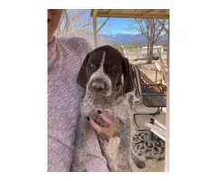 Three purebred German Shorthaired puppies for sale