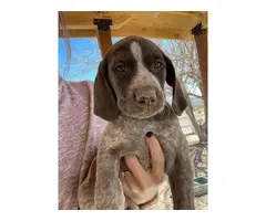 Three purebred German Shorthaired puppies for sale - 2