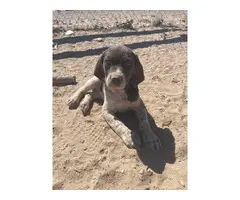 Three purebred German Shorthaired puppies for sale - 3