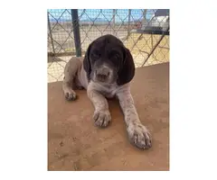 Three purebred German Shorthaired puppies for sale - 4