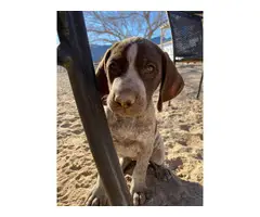 Three purebred German Shorthaired puppies for sale - 8