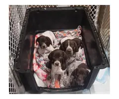 Three purebred German Shorthaired puppies for sale - 11