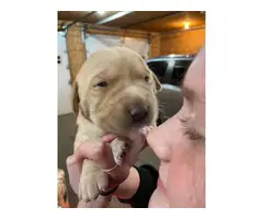 2 AKC Yellow Lab Puppies for Sale