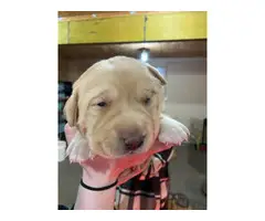 2 AKC Yellow Lab Puppies for Sale - 2