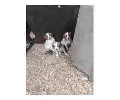 Brittany spaniel puppies for sale - 2