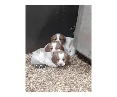 Brittany spaniel puppies for sale - 4