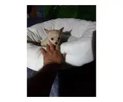 Male and female Chihuahua tiny teacup puppies - 3