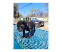 7 weeks old Cane Corso puppies
