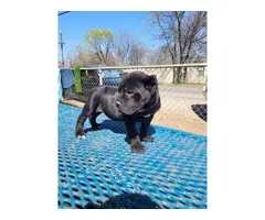 7 weeks old Cane Corso puppies - 2
