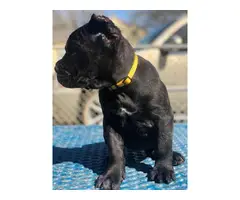 7 weeks old Cane Corso puppies - 4