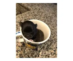 Teacup-sized Pomeranian puppies - 4