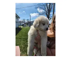 2 Great Pyrenees puppies left