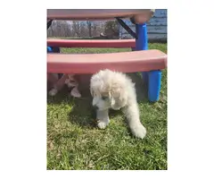 2 Great Pyrenees puppies left - 2