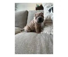3 wrinkled Shar-Pei puppies for sale