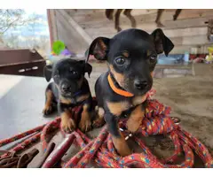 Miniature Pinscher pups