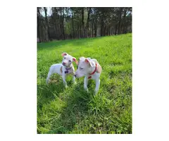 2 pit bull puppies needing a new home