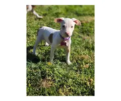 2 pit bull puppies needing a new home - 2