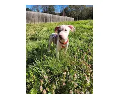 2 pit bull puppies needing a new home - 6