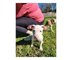 2 pit bull puppies needing a new home - 8