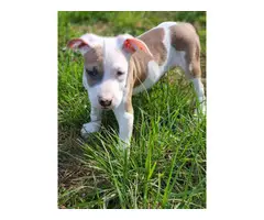 2 pit bull puppies needing a new home - 12