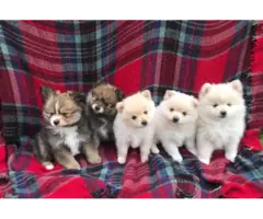 Male Toy Sized Pomeranian puppies for sale