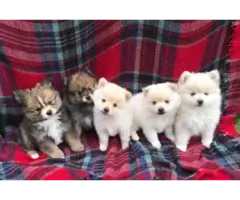 Male Toy Sized Pomeranian puppies for sale - 6