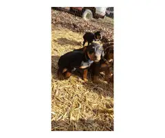 Black and rust Doberman puppies - 3