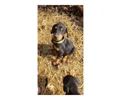 Black and rust Doberman puppies - 4